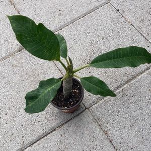 11 inches tall plumeria cutting plant, light pink 
plant is rooted